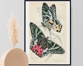 Vintage Butterfly Print, Wall Art, Butterflies Art Print, Butterfly Wall Hanging Poster - Natural History Insect Print Home Decor A3 A4 A5