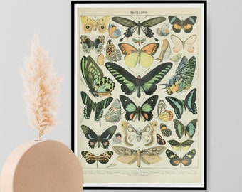 Adolphe Millot Papillons Vintage Butterflies Print, Natural History Butterfly Poster, Wall Art Decor Print A3 A4 A5