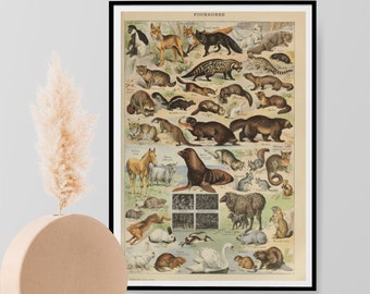 Vintage Adolphe Millot animales impresión, naturaleza animal salvaje, cartel de animales impresión de arte de pared, animales del bosque arte de la pared decoración del hogar impresión A3 A4 A5