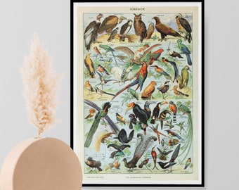 Adolphe Millot Papillons Vintage Bird Print, Natural History Botanical Birds Ornithology Poster, Wall Art Decor Print A3 A4 A5