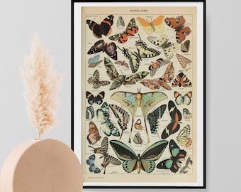 Adolphe Millot Papillons Vintage Butterflies Print, Natural History Butterfly Poster, Wall Art Decor Print A3 A4 A5