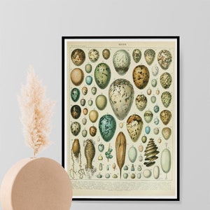 Adolphe Millot, Vintage Vogel Eier Wissenschaft Druck, Naturgeschichte Botanisches Ei Poster, Wand Kunst Wohnkultur Kunstdruck A3 A4 A5