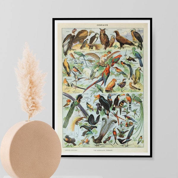 Adolphe Millot Papillons Vintage Bird Print, Natural History Botanical Birds Ornithology Poster, Wall Art Decor Print A3 A4 A5