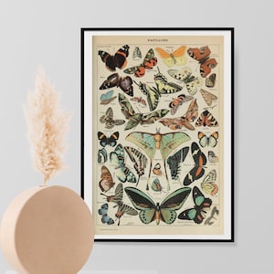 Adolphe Millot Papillons Vintage Butterflies Print, Natural History Butterfly Poster, Wall Art Decor Print A3 A4 A5