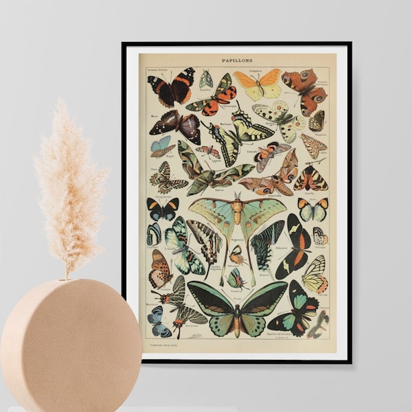 Adolphe Millot Papillons Vintage Butterflies Print, Natural History Butterfly Poster, Wall Art Decor Print A3 A4 A5