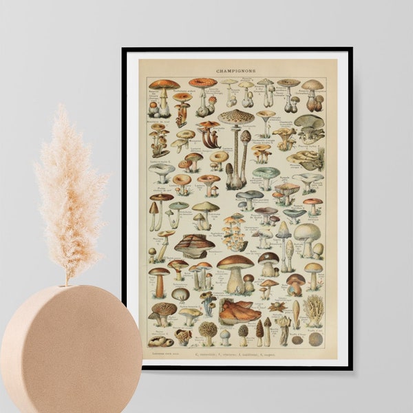 Adolphe Millot, impression vintage de science des champignons, affiche botanique champignon d'histoire naturelle des champignons, impression d'Art déco mural A3 A4 A5