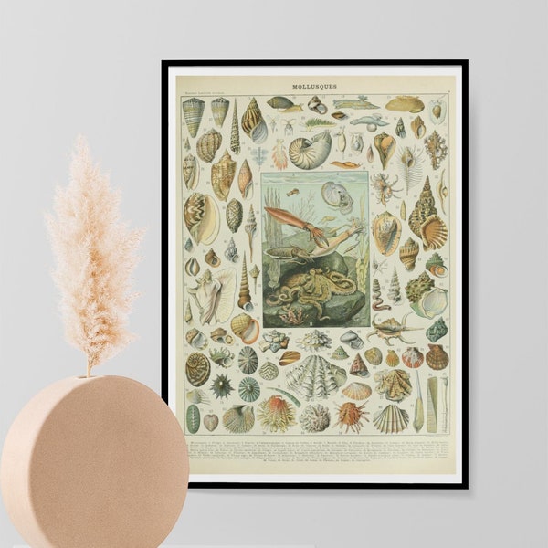 Adolphe Millot Vintage Mollusques Print, Snails, Squid, Cuttlefish, Octopus Science Print, Natural History Poster, Wall Art Print A3 A4 A5