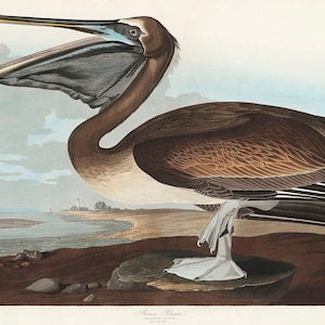 Brown Pelican by John James Audubon Bird Illustration, Birds of America Wildlife Audubon Nature Bird Wall Art Print A3 A4 A5