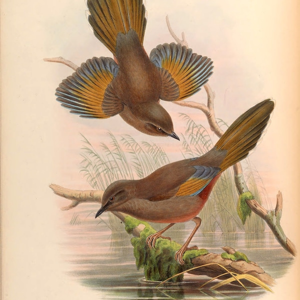 Elliot's Laughing Thrush, Vintage Bird Print, Antique John Gould Birds of Asia Poster - A3 A4 A5 - Home Wall Decor
