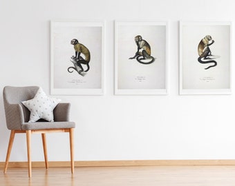 Set of 3 Natural History Monkey Prints, Three Animal Kingdom Photos, Pictures, Poster Monkeys Primates Simians