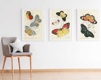 Set of 3 Vintage Butterfly Prints - Three Classic Paintings - Photo, Poster Wall Art Home Decor Butterflies Botanical Naturalists Library