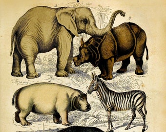 Vintage mammifères, zèbre, éléphant indien, impression d'animal - Reproduction vintage affiche d'art photo A3 A4 A5 - Décoration murale pour la maison