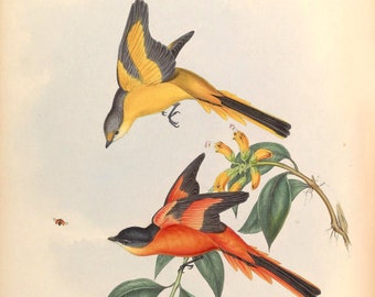 Vintage Exotic Bird Print Natural History John Gould Asian Birds Poster, Wall Art Home Decor Print, Ornithologist