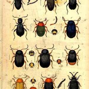 Set of Two Vintage Natural History Art Prints of Insects Beetles, Bugs, 18th Century Posters Home Decor