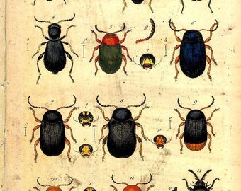 Set of Two Vintage Natural History Art Prints of Insects Beetles, Bugs, 18th Century Posters Home Decor