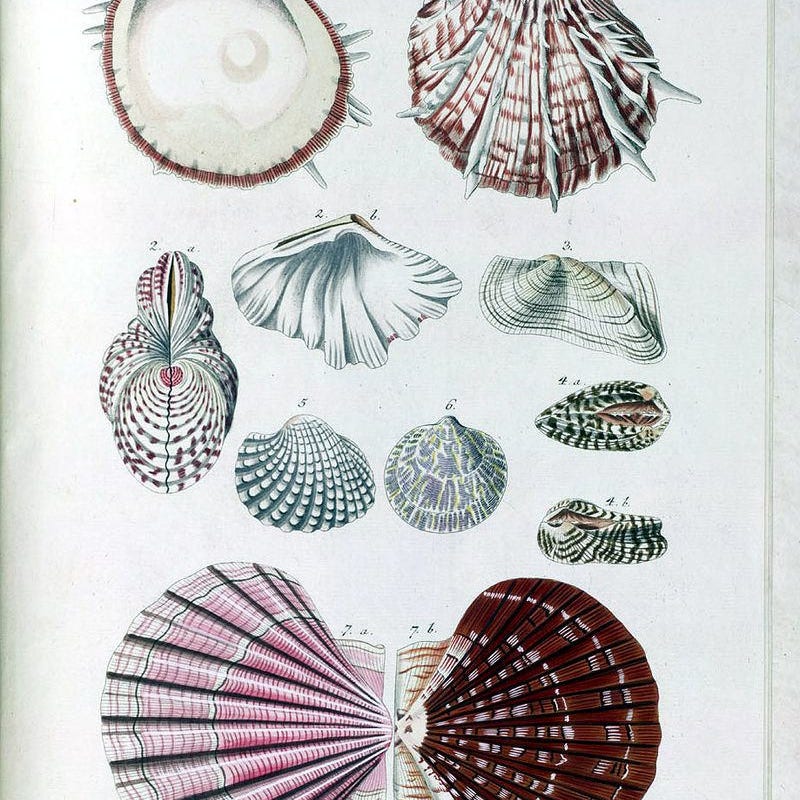 Sea Shell Print - Etsy