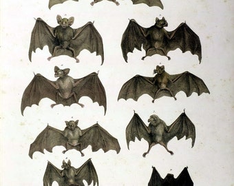 Set of Two Antique Natural History 19th Century Bats Flying Mammals Prints Picture A4