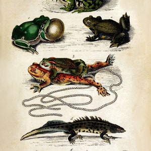 Impresión de sapos, anfibios y reptiles: póster de historia natural, arte botánico para pared, decoración del hogar: sapo A3 A4 A5