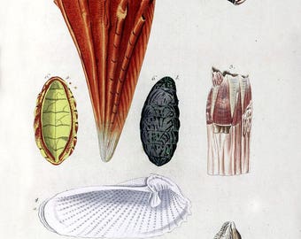 Sea Shell Print - Vintage Seashells Photo Poster Wall Art Gift Ocean Nature Marine Reef 18th Century (3)