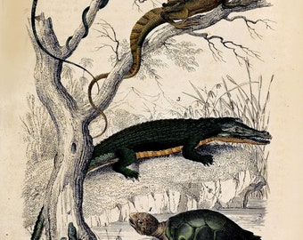 Tortoise, Crocodile, Lizards Vintage Antique Print, 19th Century Colourful Reptiles Print, Wall Art Home Decor