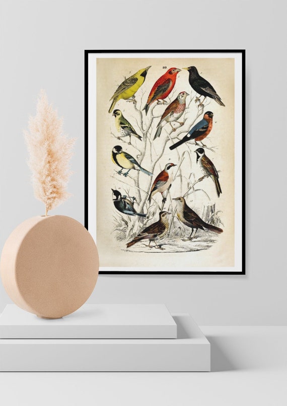 Vintage Birds Print, Vintage Colourful Bird Print Natural