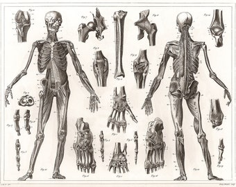 Vintage Skeletons Ligaments, Muscles 1850 Medical Anatomical Illustration, Vintage Art Poster - Print - A3 A4 - Home Wall Decor