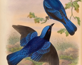 Vintage Birds - Set of 2, Vintage Exotic Bird Prints, Natural History Birds Poster, Wall Art Home Decor Print, Ornithologist