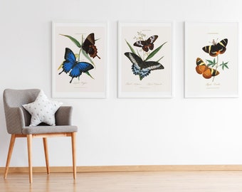 Set of 3 Vintage Butterfly Prints - 3 Classic Paintings - Photo, Poster Wall Art Home Decor Butterflies Botanical Nature