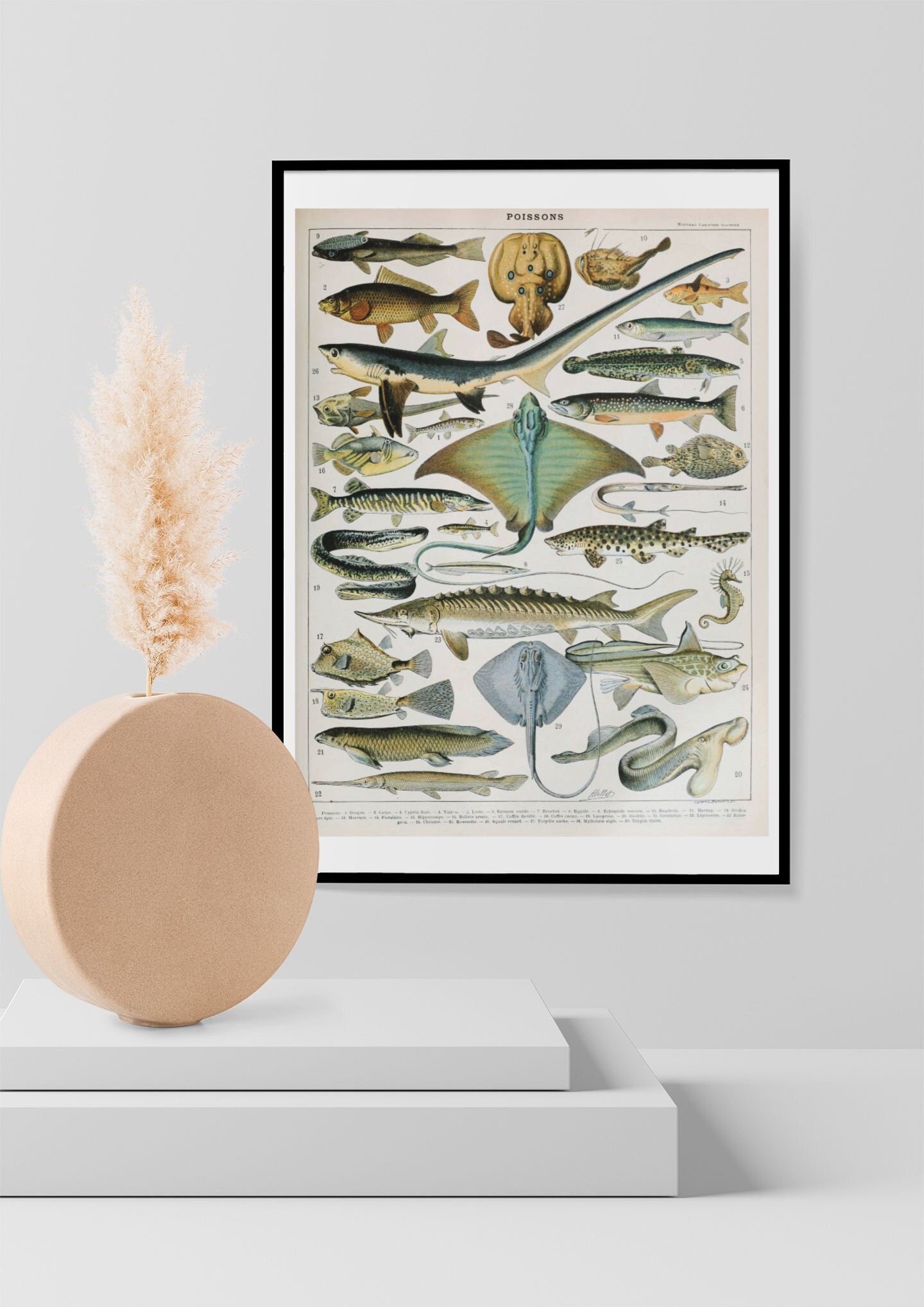 Adolphe Millot, Ocean Sea Life Vintage Fish Illustration Print, Natural History Sealife Poster, Wall Art Decor Print A3 A4 A5