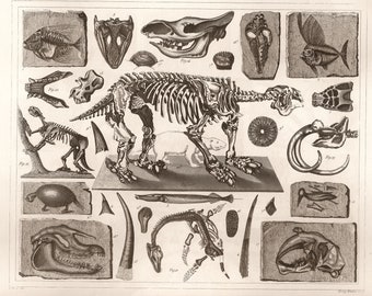 Set van twee vintage medische anatomische illustraties, dinosaurusfossielen 1850 reproductie print poster foto's