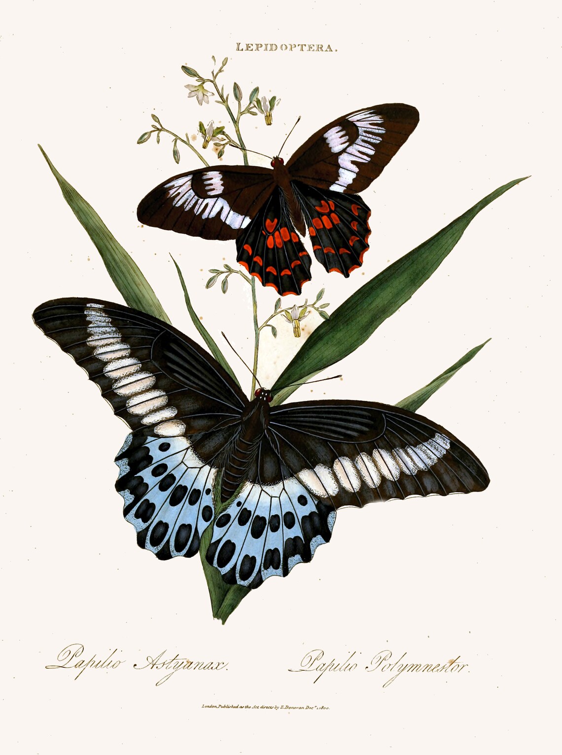 impresión de mariposa conjunto de 4 impresiones de arte etsy