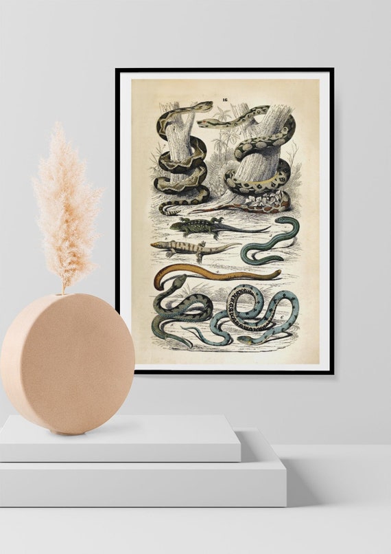 Schlangen, Amphibien und Reptilien Kunstdruck, Vintage Gemälde, Foto, Poster  Wand Kunst Home Decor Schlange, Reptil