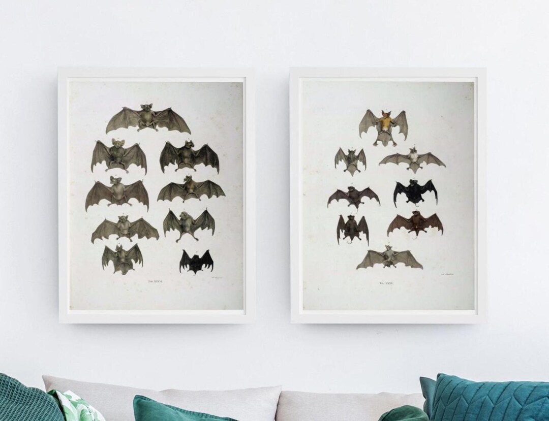 Bats - Set of 2 Vintage Natural History 19th Century Bats Flying ...