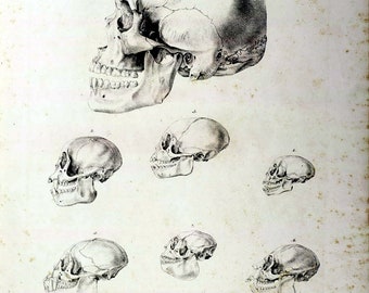 Set of Two Antique Repro Natural History Prints of Ape Monkey Skulls, 19th Century Science Posters