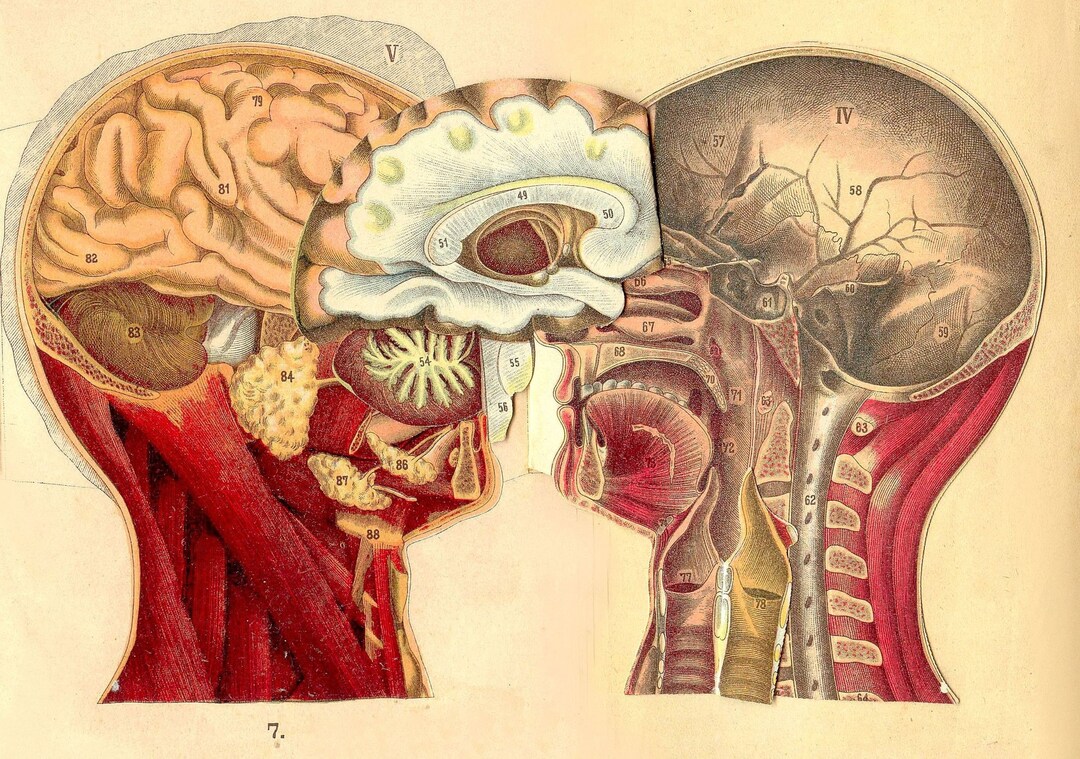 Anatomy of the Head Vintage Medical Poster Antique Illustration Wall ...