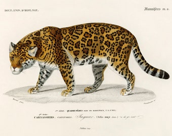 Jaguar, Charles Charles Dessalines D' Orbigny Vintage Reproduction Jaguar Large Cat Animal Poster - Wall Art Paintng, Photo Print A3 A4 A5