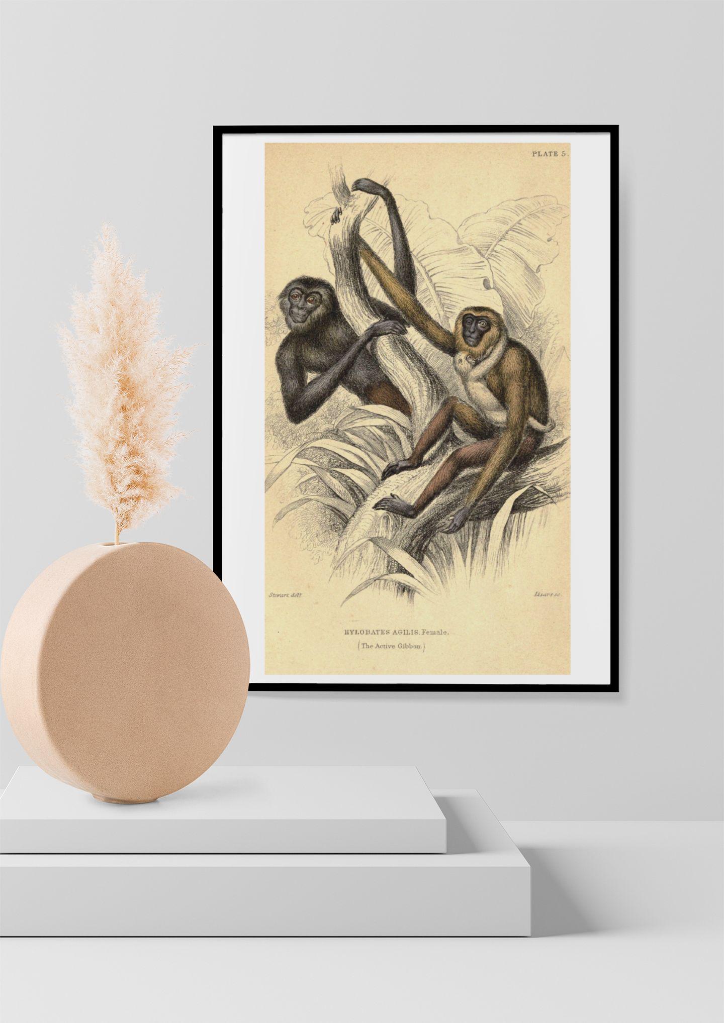 洋書 CLASSIC NATURAL HISTORY PRINTS MAMMALS Classic Natural History Prints: Mammals: Rh Value Publishing
