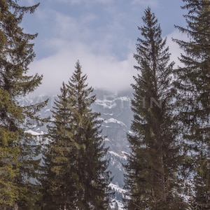 Mountain Landscape photograph / Winter Snow and Pine Trees Print / Switzerland wall decor