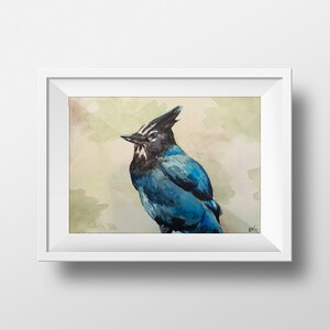 Colorado Blue Bird