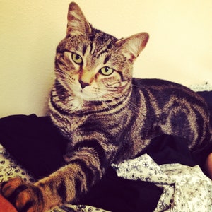 May include: A tabby cat with green eyes lies on a black and white patterned blanket. The cat's fur is brown and black with stripes. The cat is looking directly at the camera.