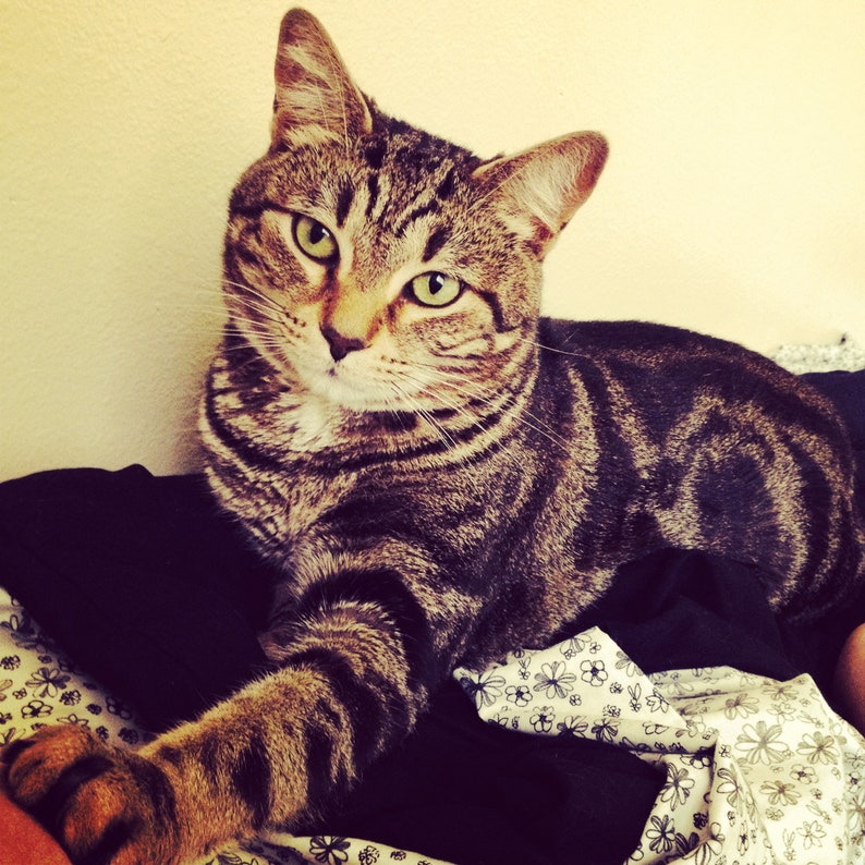 May include: A tabby cat with green eyes lies on a black and white patterned blanket. The cat's fur is brown and black with stripes. The cat is looking directly at the camera.