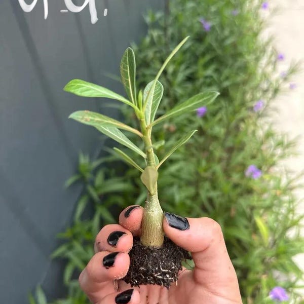 Plus de 30 graines rares de roses du désert multicolores, livraison gratuite. Graines de roses du désert des États-Unis. Graines et livraison gratuites. Adenium au prix le plus bas. Fleurs à pétales triples/doubles.