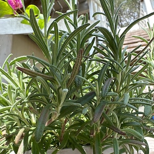 Fresh Organic Rosemary Sprigs - BONUS seeds+Free shipping! 7.99