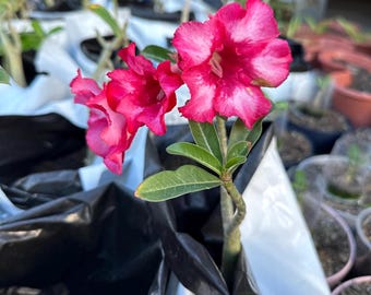 Mixed Color Desert Rose Seeds - Adenium Obesum - Easy To Grow As Bonsa