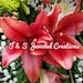 Sherry H