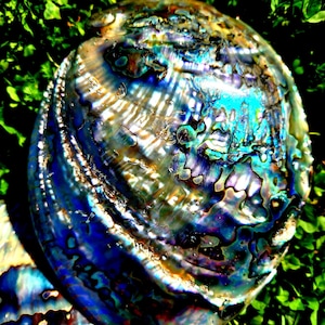 May include: Close-up of a vibrant, iridescent abalone shell. The shell displays a spectrum of colors, including blues, greens, and purples, with a textured, pearlescent surface. The shell is surrounded by green foliage.