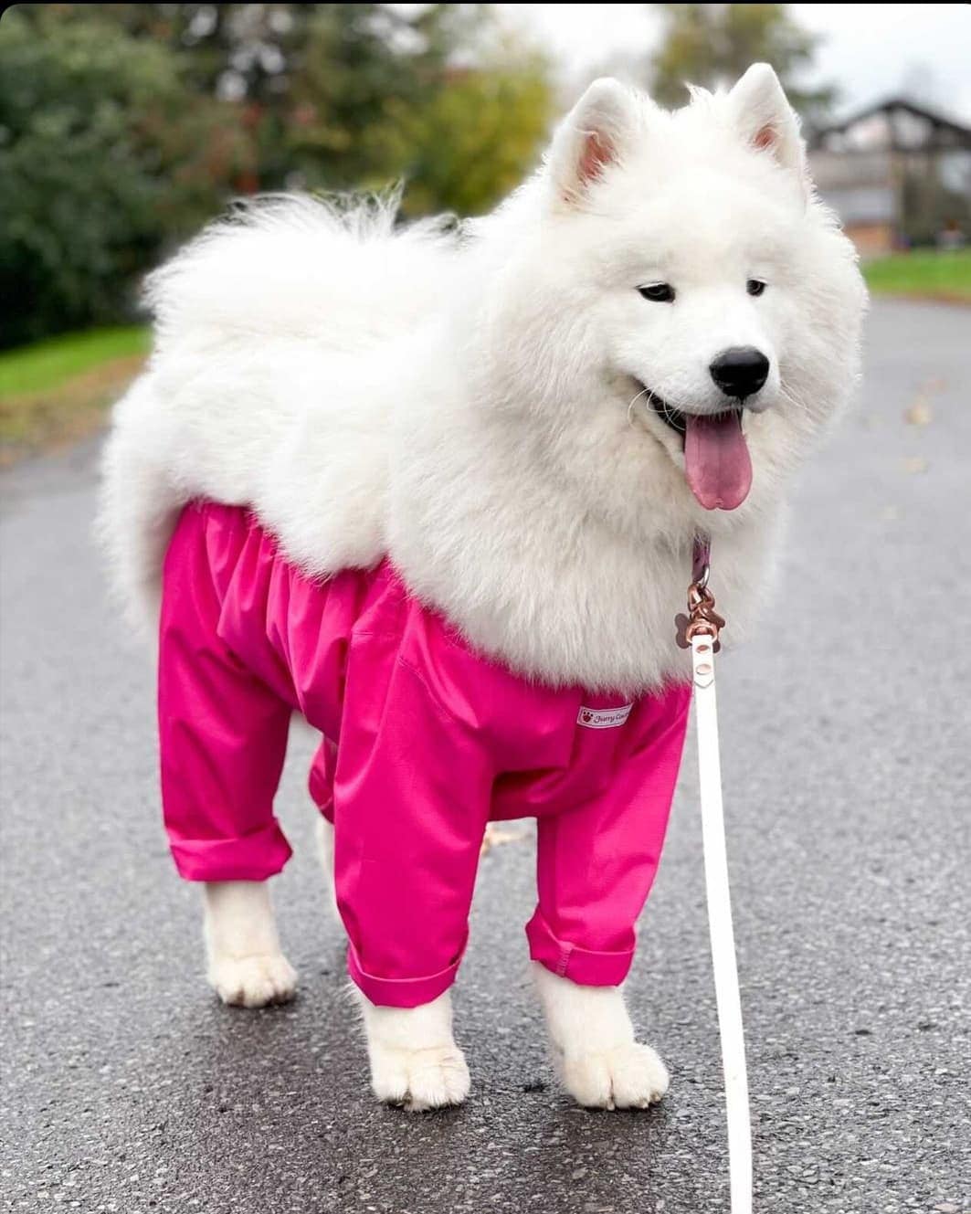 Samoyed Pants Samoyed Pants