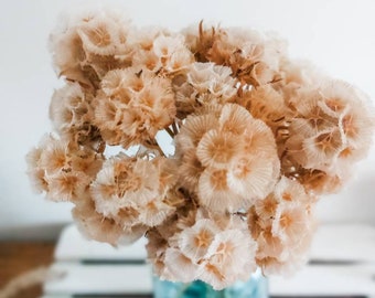 Natural Dried And Preserved Flowers Vic By Bellesboutiqueau