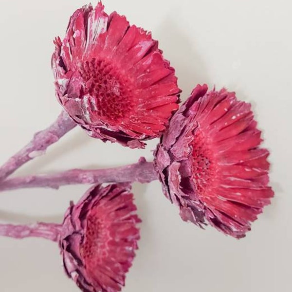 Pink Dried Protea Rosettes Natural Flowers Raw Everlasting Australian Native Stems Florist Craft Supplies Rustic Floral Botanicals Natives