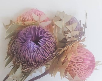 Pink dried banksia baxteri flowers Australian native flora natural florist craft supplies australiana décor dry floral arrangements stems